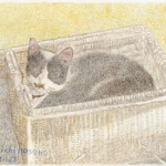 hhp_猫9.jpg