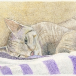 hhp_猫11.jpg